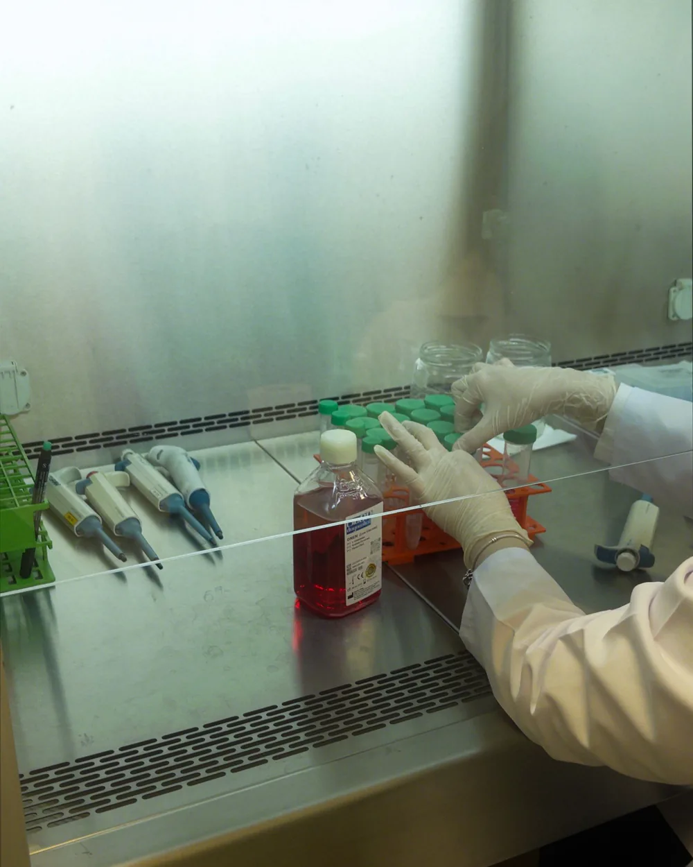 A technician working with cell cultures inside a biosafety cabinet